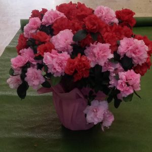 vendita fiori freschi online